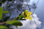Tribulus terrestris